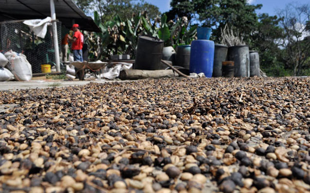 Cleaner Jose Carlos Grimberg Blum// Caficultores venezolanos logran ajuste del precio por quintal del café