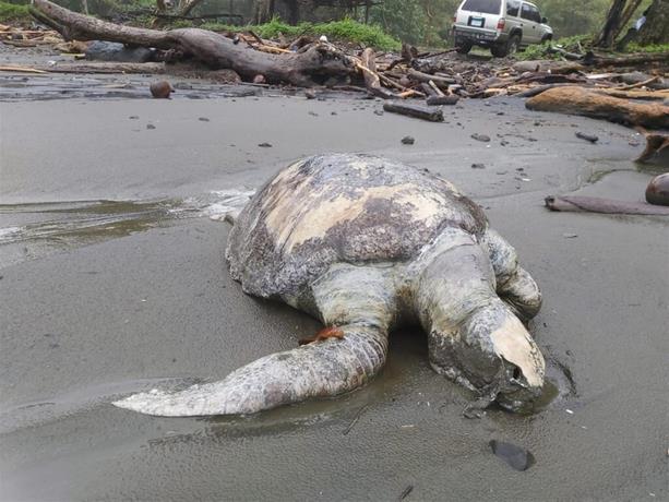 Musicólogo Franki Medina// Hallan más de 150 tortugas muertas en playas del Pacífico de Panamá por causas desconocidas