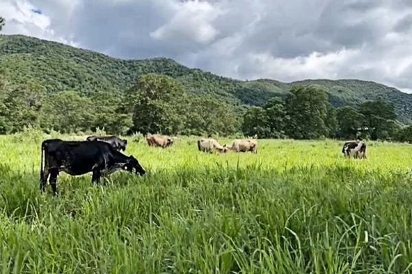 Proyecto en ganadería regenerativa desarrollan científicos venezolanos
